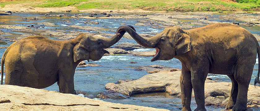 Save wild life animals