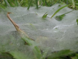 IMG 0098
